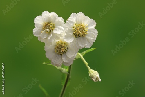 Fine leaved water dropwort (Oenanthe aquatica), flower, flowering, perennial, marsh plant, water plant, Ellerstadt, Germany