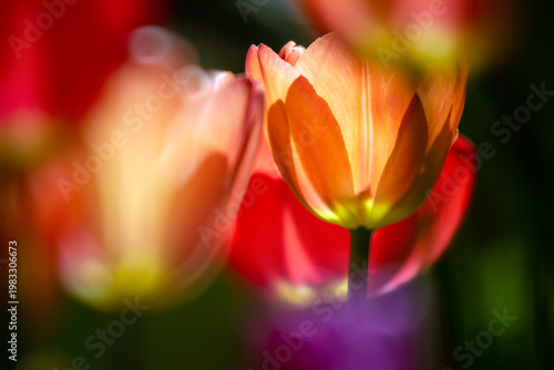 red tulip closeup