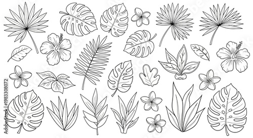 Variety of leaves and flowers illustration.