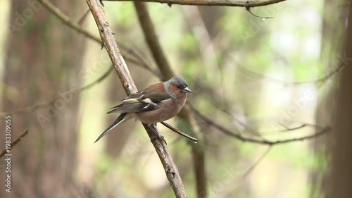 Finch (Fringilla coelebs) Fringuello	
