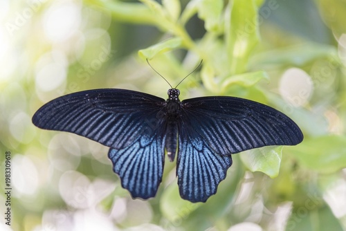 Spangle (Papilio protenor), captive, Munich
