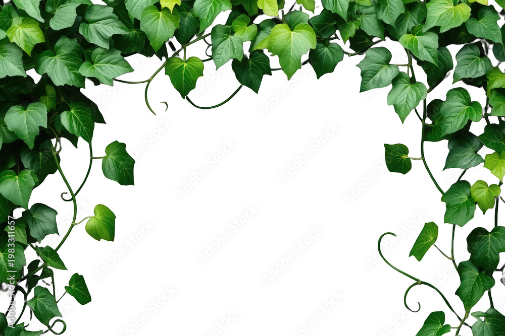 Fototapeta premium Fresh green ivy leaves creating natural border frame, climbing plant foliage on transparent background
