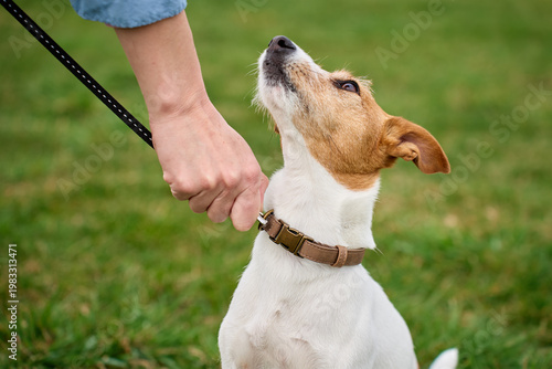 Konstfotografi Close up of small white and brown dog on leash looking up at owner outdoors