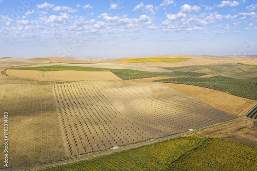Cultivations of olive trees (Olea europaea), sunflowers (Helianthus annuus) and cornfields, aerial view, drone shot, Campiña Cordobesa, Córdoba province, Andalusia, Spain