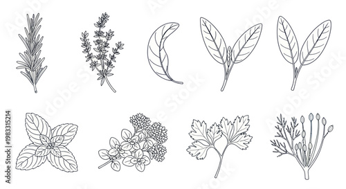 Variety of herbs and leaves.