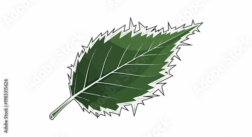 A dark green, serrated leaf with detailed veins and a stalk