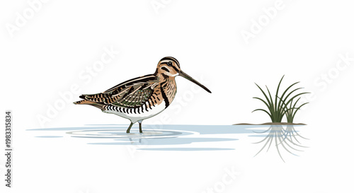 A marsh bird with a long beak stands in shallow water near reeds