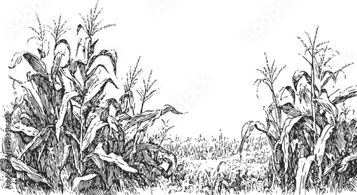 Corn plants growing in a field with detailed leaves and stalks, rural farmland illustration