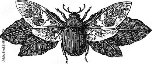 Intricate vintage engraving of a beetle with open detailed wings resting on leaves