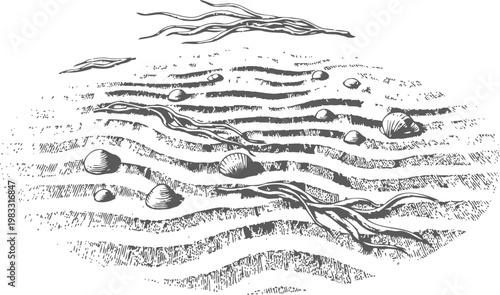 Seaweed and seashells on sandy beach with wavy textured sand pattern vintage illustration