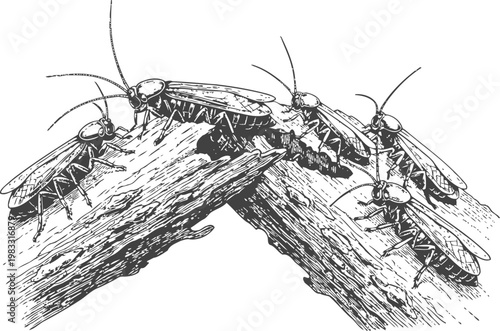 Cockroaches crawling on wooden surfaces insects infesting decayed wood, detailed black and white sketch illustration
