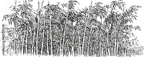 Dense bamboo grove with tall slender stalks and abundant leafy foliage in natural cluster