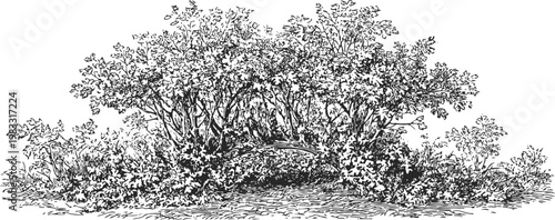 Detailed black and white ink drawing of dense bush shrubbery with leaves and branches