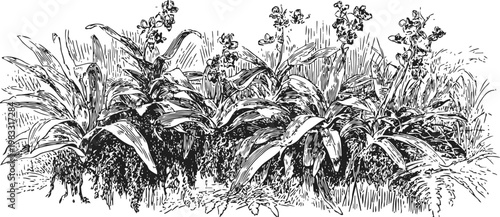 Ornamental garden plants with long leaves and flowering spikes detailed ink drawing in vintage