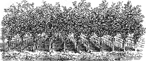 Vintage illustration of vineyard rows with grapevines and wooden stakes in rural landscape