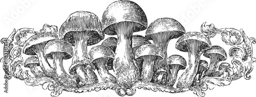 vintage botanical illustration of a cluster of wild mushrooms with decorative floral elements