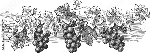 Vintage grapevine illustration with ripe grape clusters and detailed leaves on a textured background