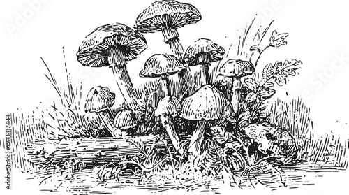 Wild mushrooms growing in forest ground among grass and leaves botanical natural fungi cluster illustration