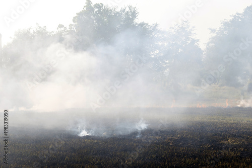 Rice straw burning after harvest with dense smoke and haze covering fields, highlighting air pollution, environmental impact