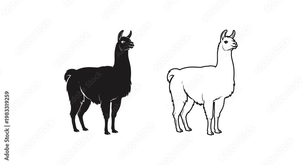 Fototapeta premium Llama vs Alpaca: Unique Wool Animals Comparison Vector