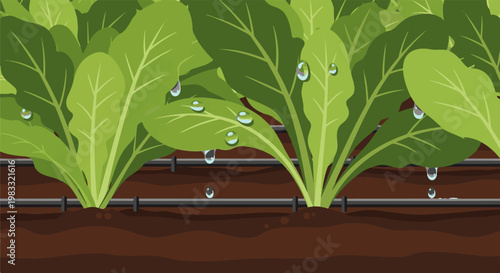 Close-up of lush green plants growing with a drip irrigation system in rich soil