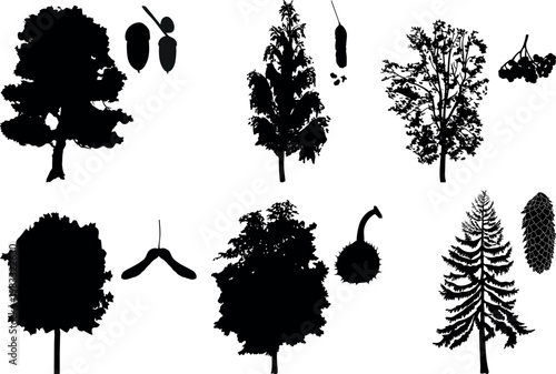 Educational tree silhouettes with seeds and leaves. Oak with acorn, maple with samara, horse chestnut, birch, spruce and rowan. Botanical vector set for nature study