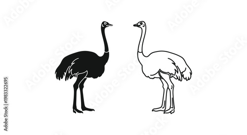 Ostrich vs Emu Birds: Unique Flightless Avian Comparison Vector