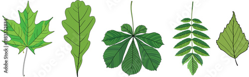 Tree leaves collection for kids education. Vector set of maple, oak, chestnut, rowan and birch green leaves isolated on white background