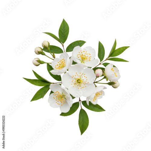 Delicate white jasmine flowers with green leaves and buds, isolated on transparent background