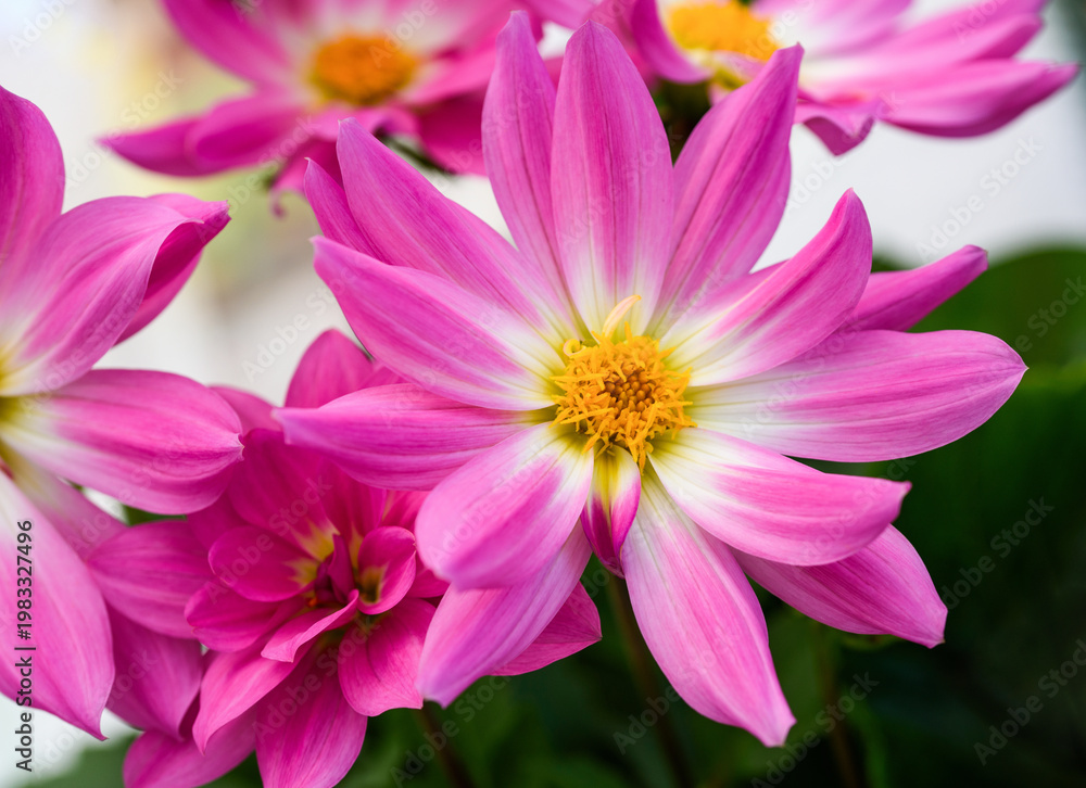 Fototapeta premium Dahlia pinnata flower blooming in garden with blurred green background