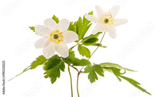 Anemone nemorosa  plant isolated on white background