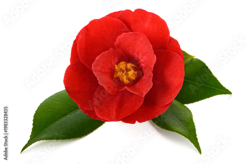 Red camellia flower