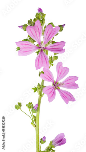 Common mallow flowers