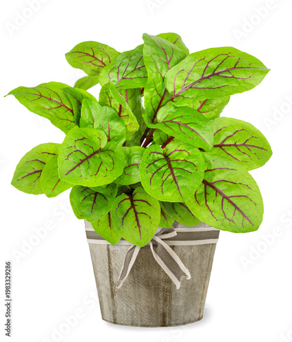 Red veined sorrel plant in  vase