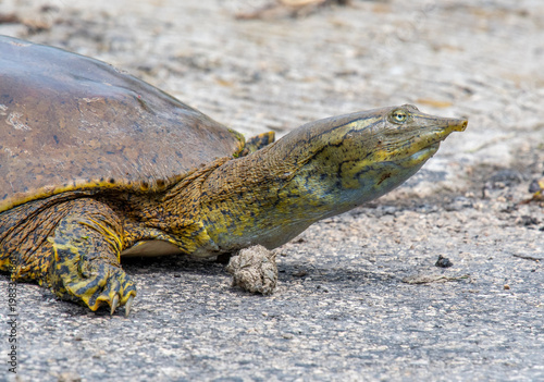 Spiny Softshell Turtle (Apalone spinifera) resting on rock, showing flat leathery shell, long snout, and webbed feet in natural habitat.
