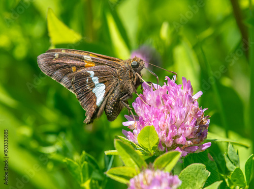 Silver-spotted Skipper (Epargyreus clarus) feeding on clover (Trifolium sp.), resting on pink blossoms in soft-focus garden habitat.