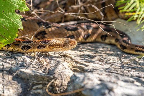 Timber Rattlesnake in Rocky Habitat in the Wisconsin Driftless Area