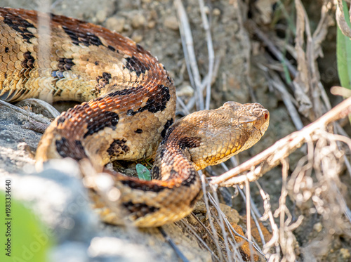 Timber Rattlesnake in Rocky Habitat in the Wisconsin Driftless Area
