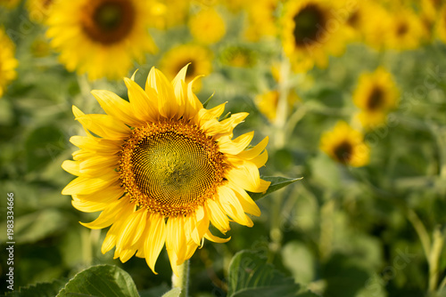 Beautiful yellow color sunflower in the agriculture farm background