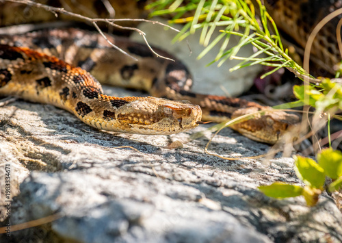 Timber Rattlesnake in Rocky Habitat in the Wisconsin Driftless Area