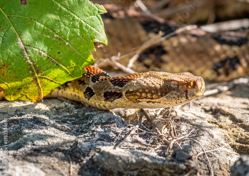 Timber Rattlesnake in Rocky Habitat in the Wisconsin Driftless Area