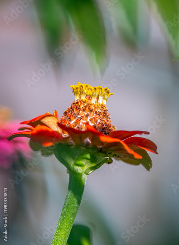 Garden Zinnia with beautiful bokeh