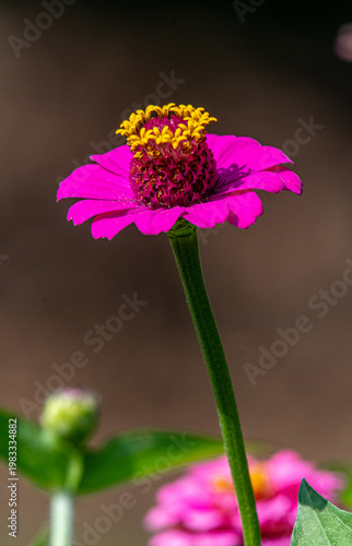 A Garden Zinnia against a uncluttered background
