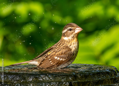 Female Rose-breasted Grosbeak (Pheucticus ludovicianus) in garden fountain splash, streaked plumage and white wing bars in green setting.