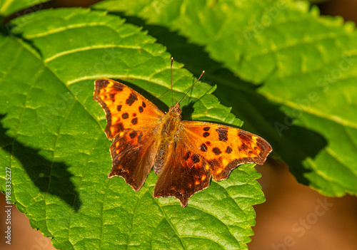 Eastern comma butterfly (Polygonia comma) resting on a green leaf at a forest edge in early evening light at Wyalusing State Park in Grant County, Wisconsin.