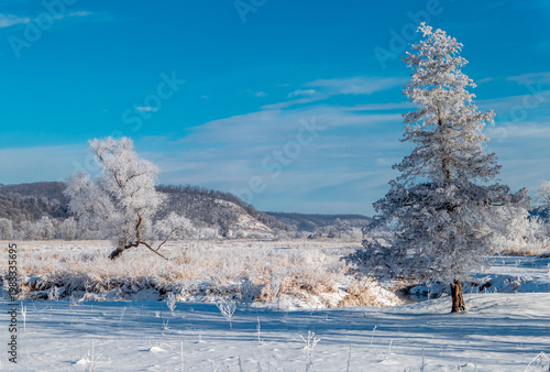 Frost-covered trees in Grant County winter landscape, snow-covered ground and distant hills under clear blue sky with low sun shadows.