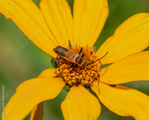 Goldenrod soldier beetle (Chauliognathus pensylvanicus) on a coneflower-type wildflower in a summer meadow in Wisconsin.