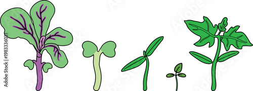 Vegetable seedlings growth stages vector set. Young sprouts of tomato, cabbage and pepper for kids education and gardening books