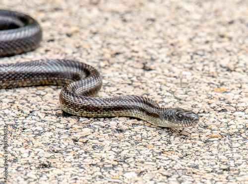 Gray ratsnake (Pantherophis spiloides) crossing an asphalt road in Grant County, Wisconsin. After photographing, the snake was safely moved off the road.