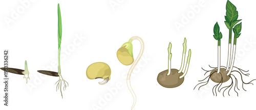 Plant reproduction and germination vector set. Monocot, dicot seeds and potato tuber sprouting process isolated on white background